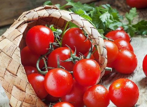 خرید و قیمت گوجه صادراتی گلخانه ای + فروش عمده